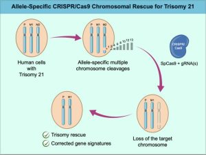 حذف کروموزوم اضافی با فناوری CRISPR